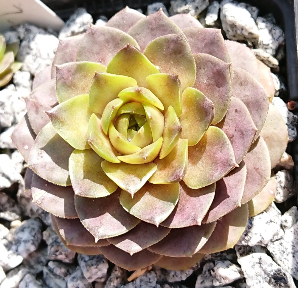 Ice Rockoon