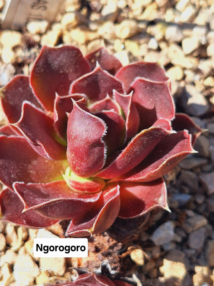 Ngorogoro / Jovi