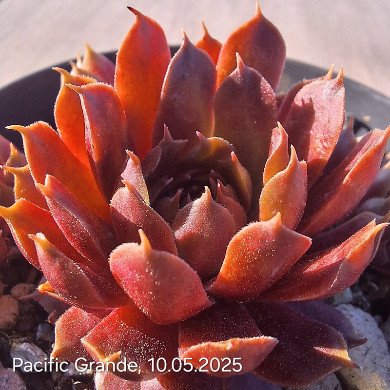 Pacific Grande (NNG)
