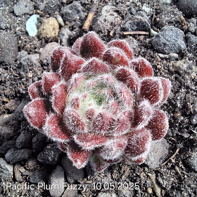 Pacific Plum Fuzzy