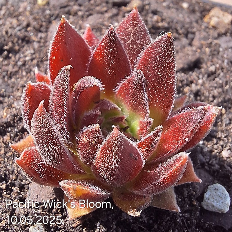 Pacific Wick's Bloom (NNG)