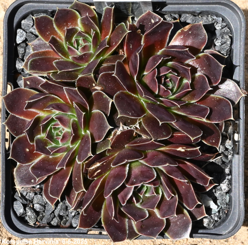 Korspelse Hervinia / Jovi