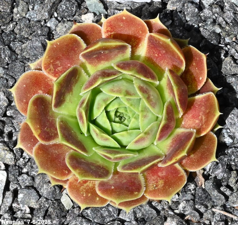Neanias / Jovi
