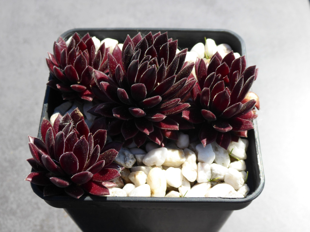 Yogi Bär (NNG)