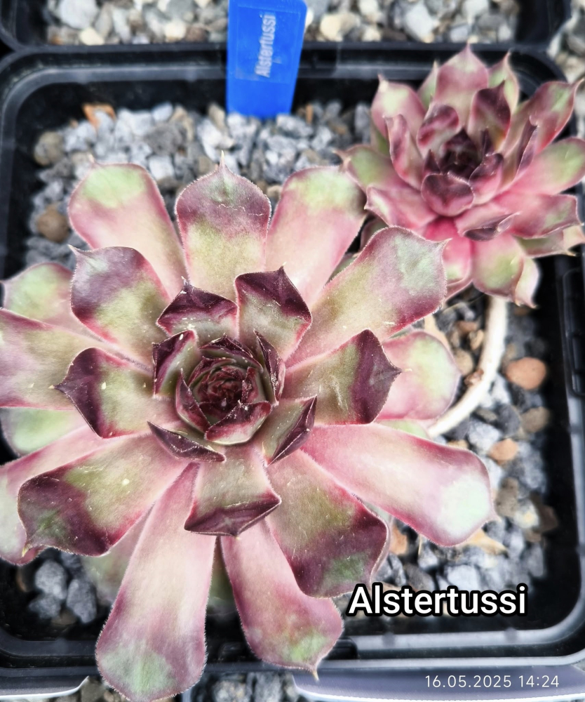 Alstertussi