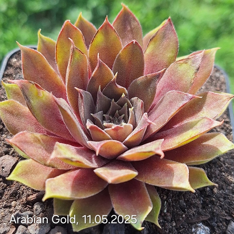 Arabian Gold (NNG)