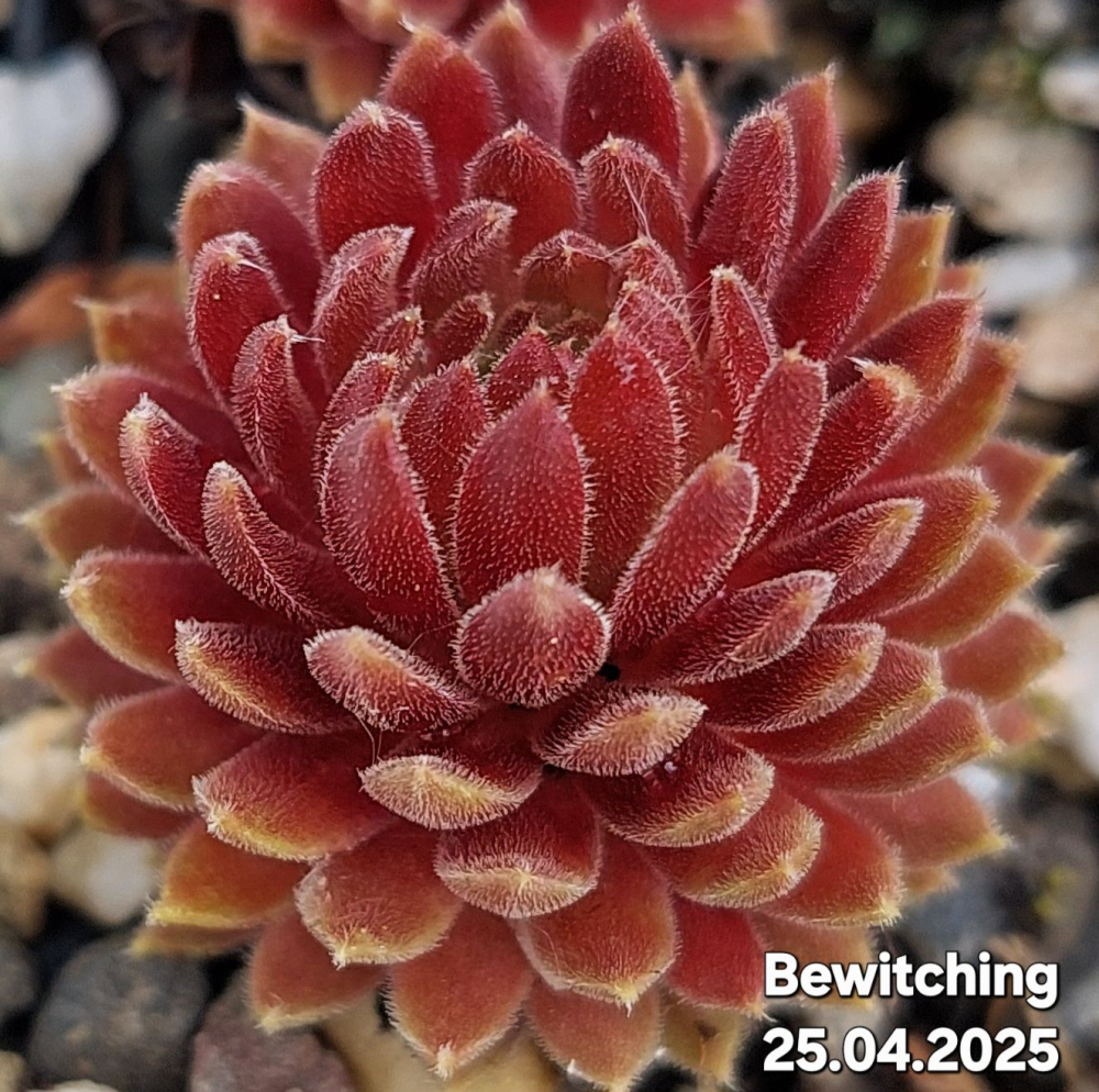 Bewitching