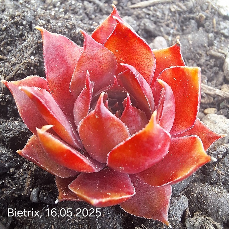 Bietrix