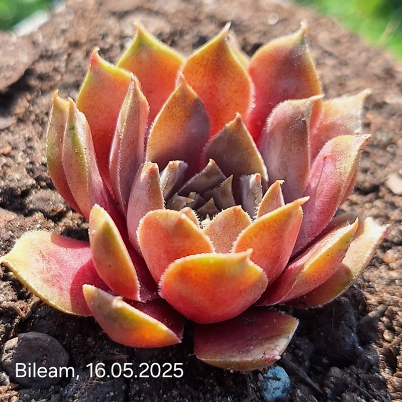 Bileam