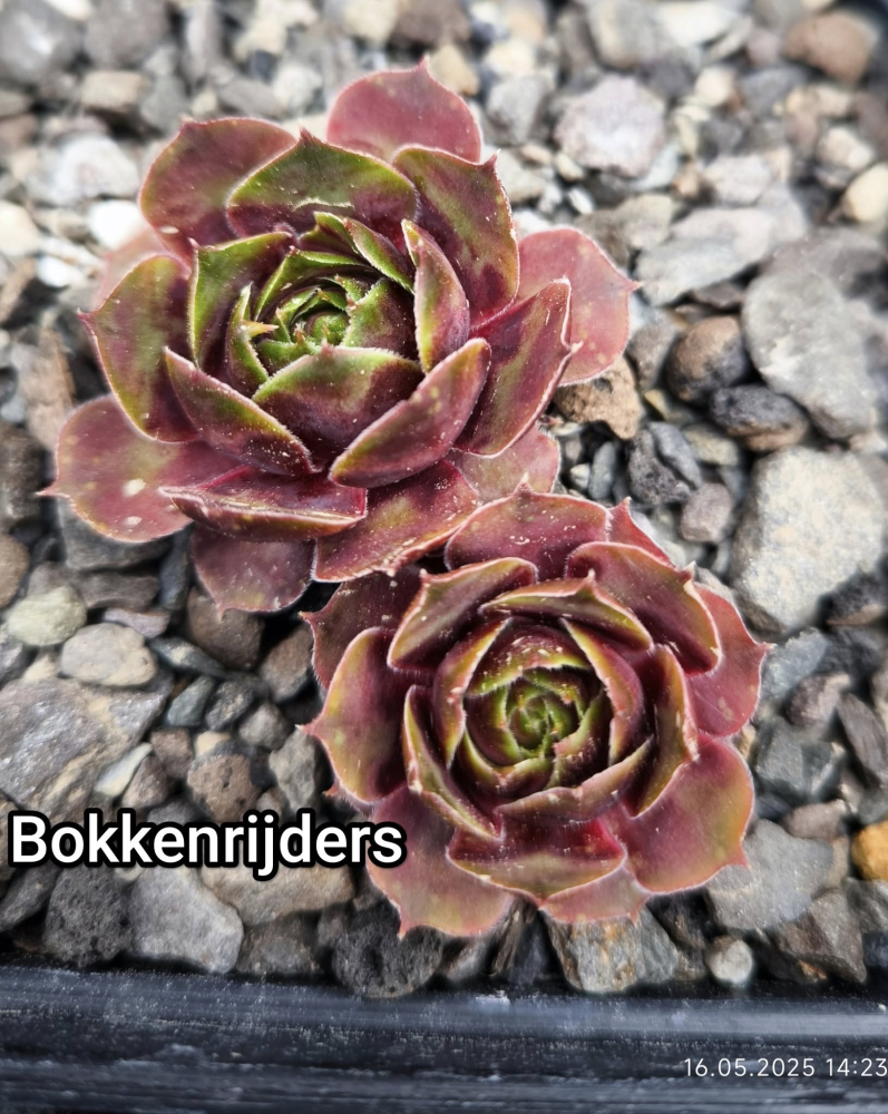Bokkenrijders