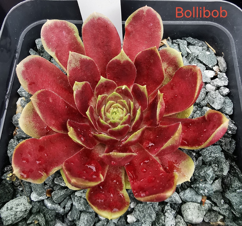 Bollibob (NNG25)
