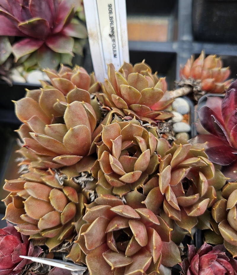 Brunneifolium