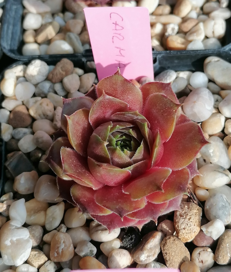 Carma (NNG25)