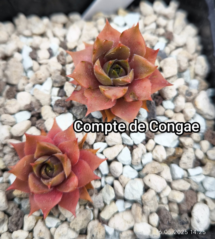 Compte de Congae