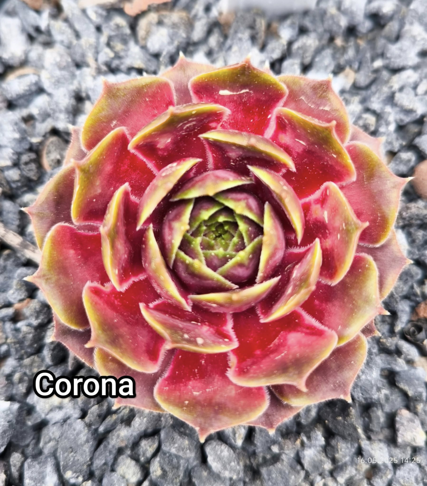Corona