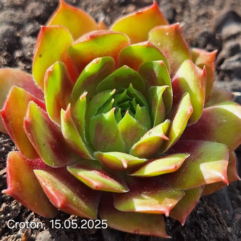 Croton