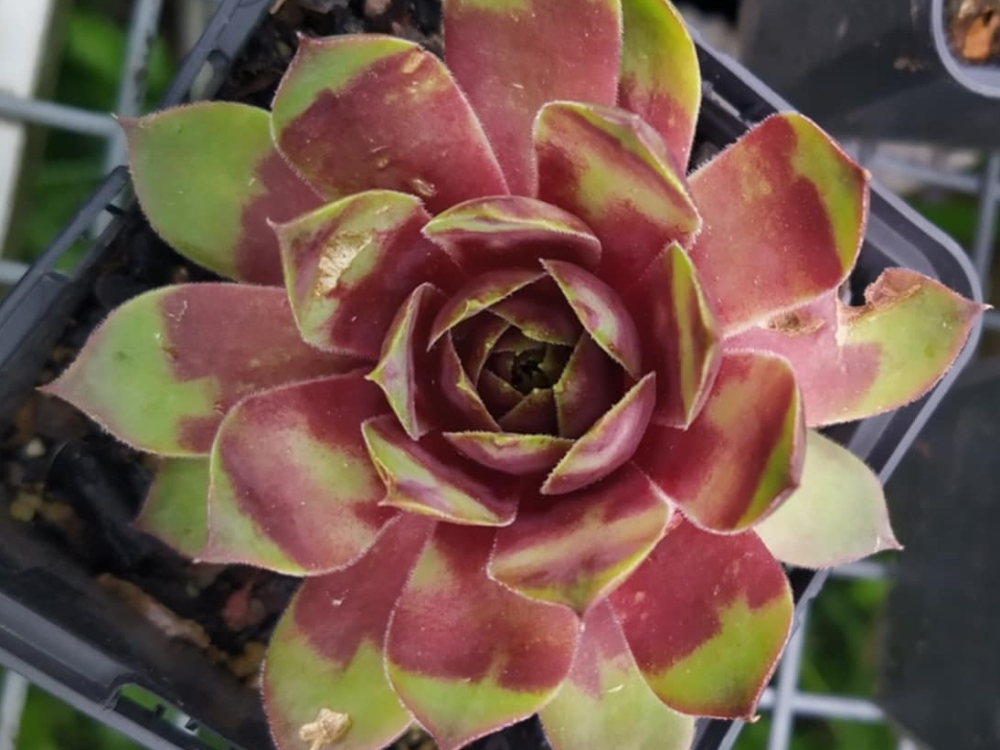 Supersemps® Emerald