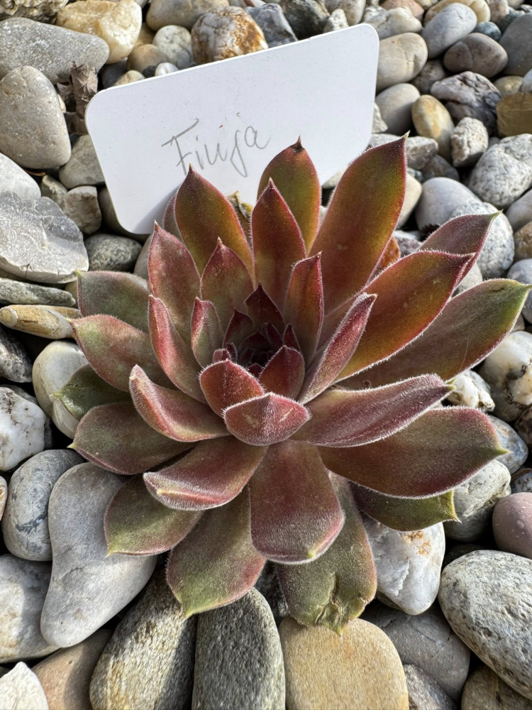 Finja (NNG)
