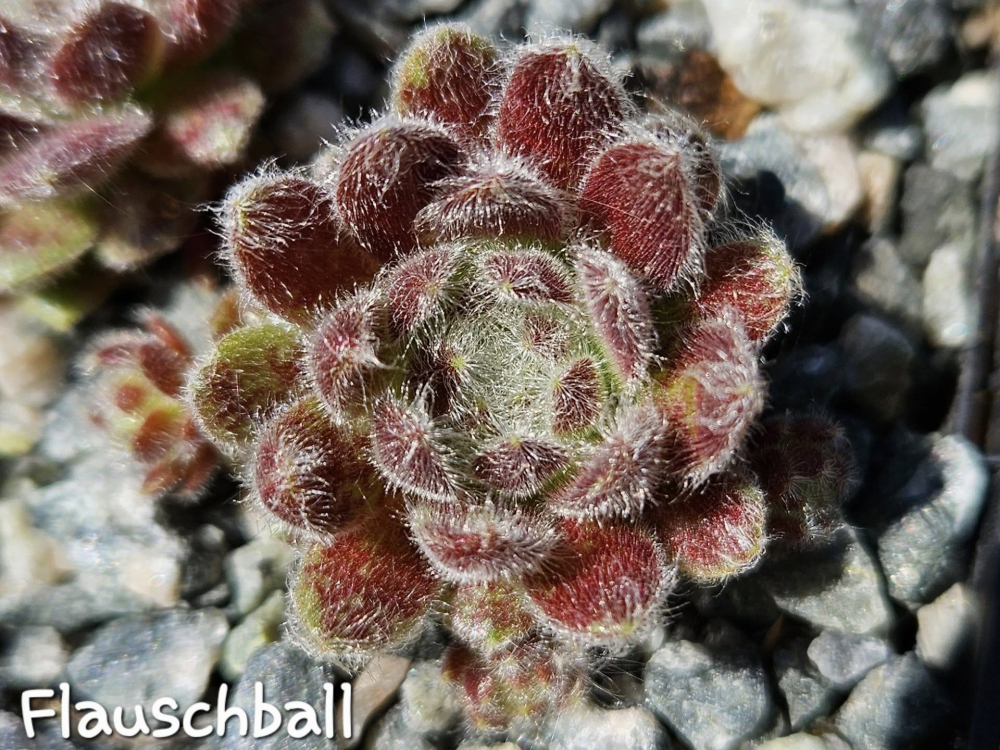 Flauschball (Netzfund) Brüggemann