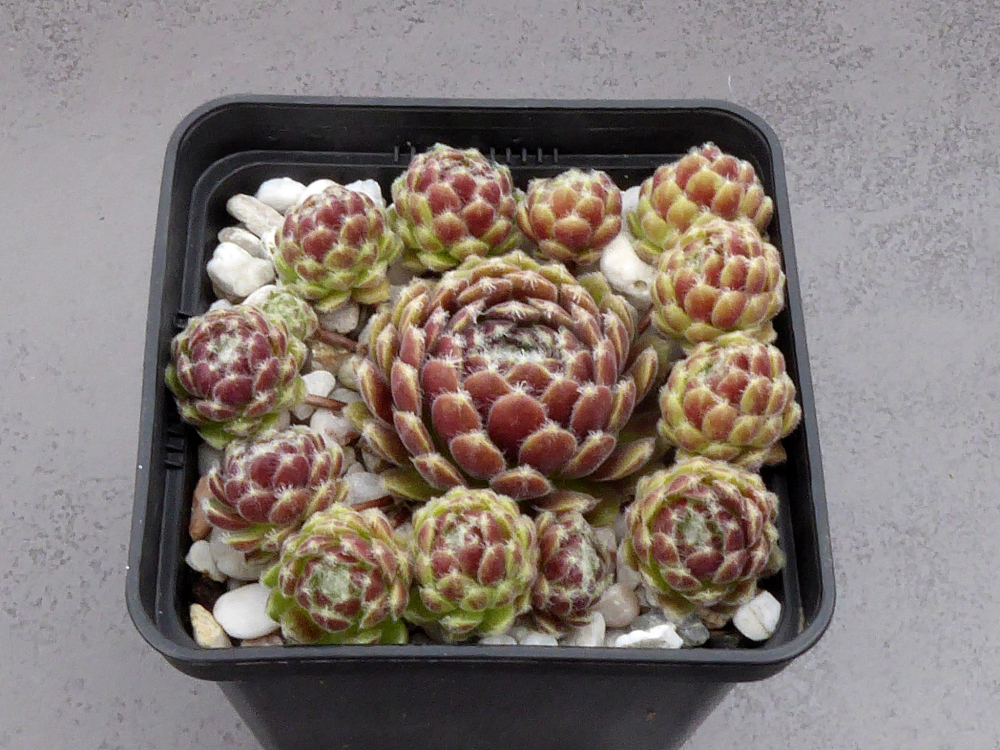 Flauschball (NNG25)