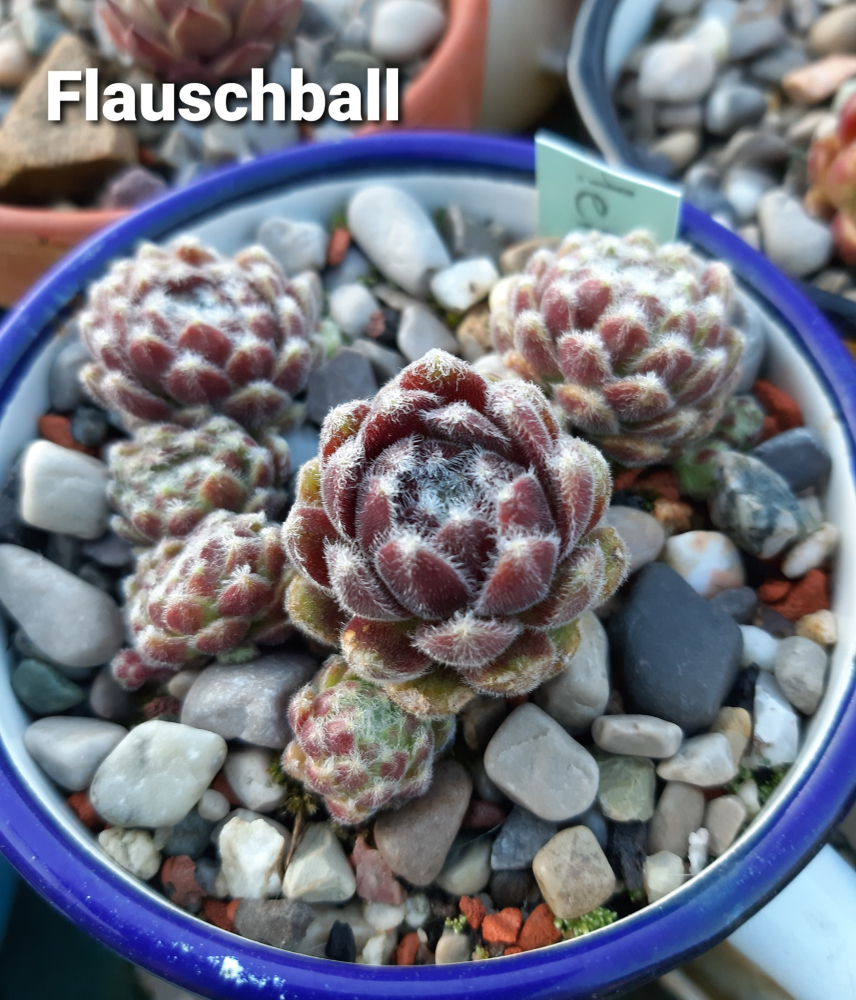 Flauschball (NNG25)