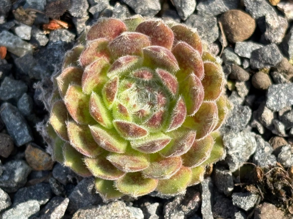 Flauschball (NNG25)