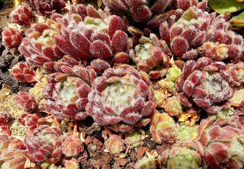 Flauschball (NNG25)