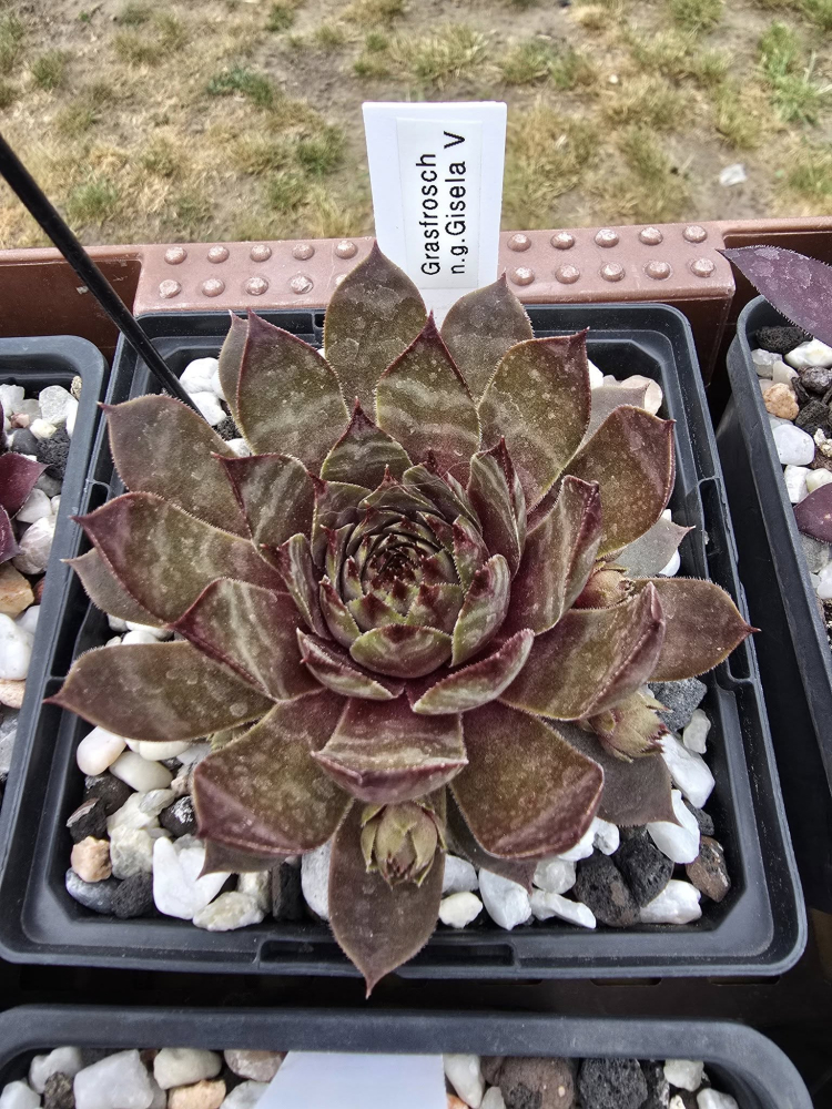 Grasfrosch (NNG)