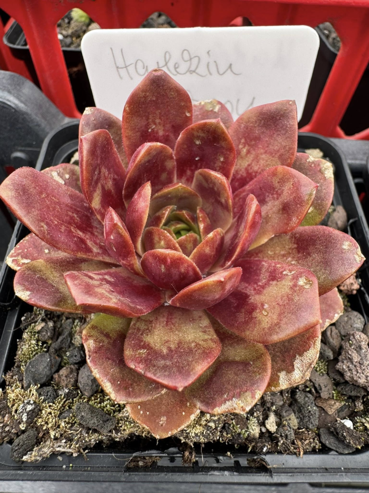 Harlekin Rockoon (NNG)