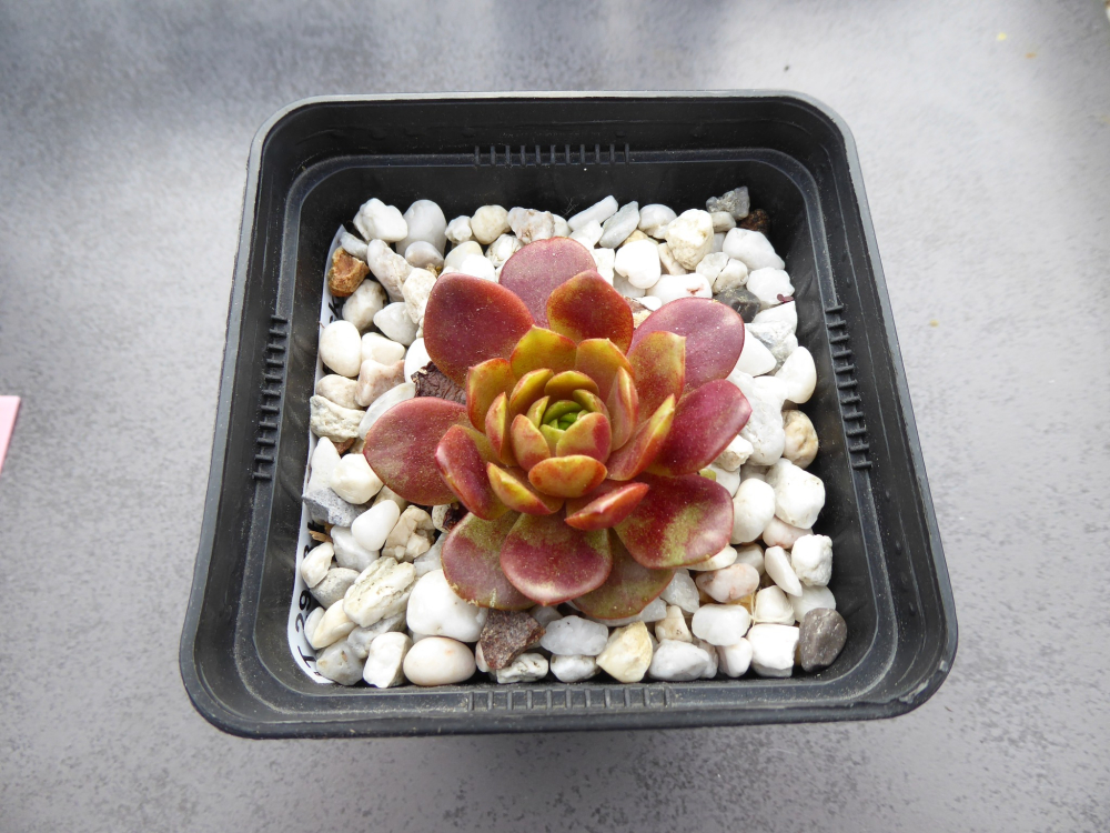 Harlekin Rockoon (NNG)