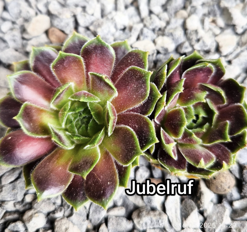 Jubelruf