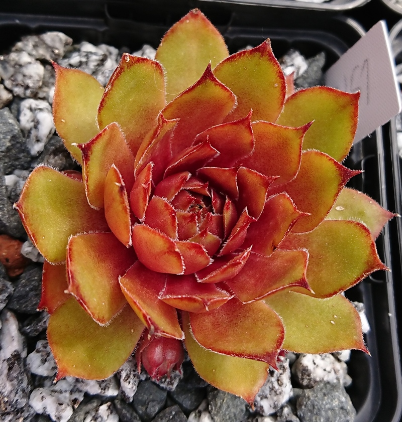 Juicy Orange (NNG25)