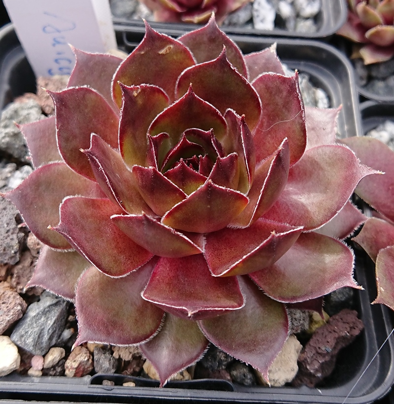 Juicy Orange (NNG25)