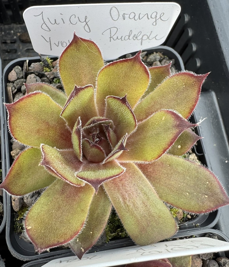 Juicy Orange (NNG25)