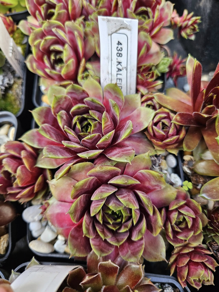 Kaleidoskop