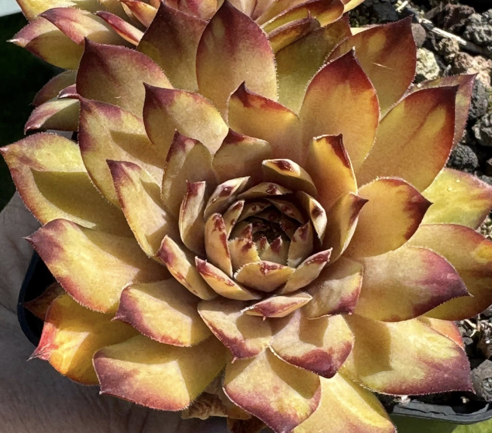 SR Kenya Gold (NNG)