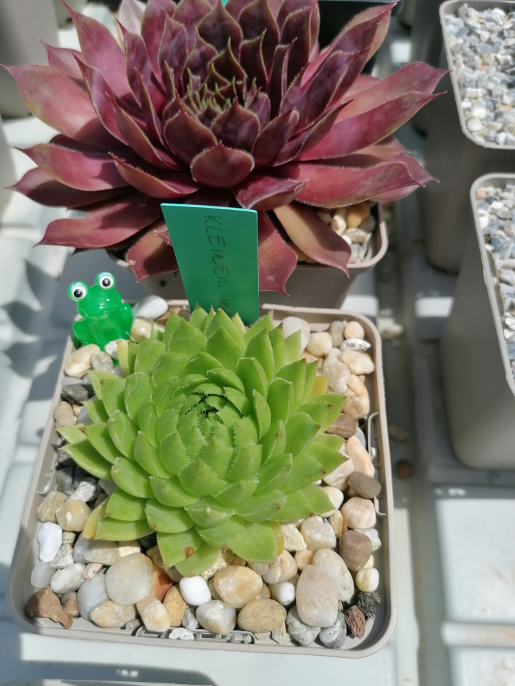 Kleiner Wasserfrosch / Jovi (NNG25)