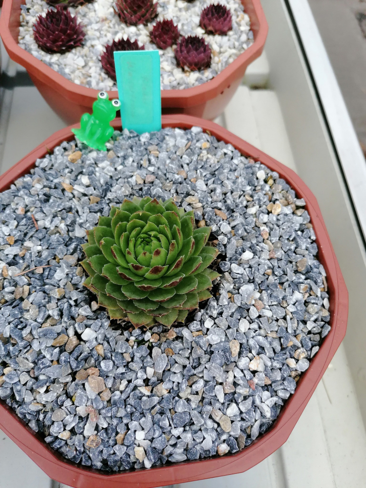Kleiner Wasserfrosch / Jovi (NNG25)