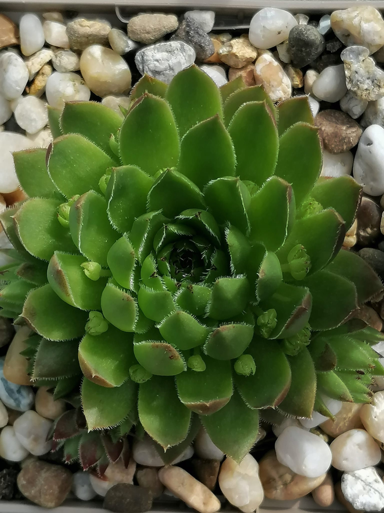 Kleiner Wasserfrosch / Jovi (NNG25)