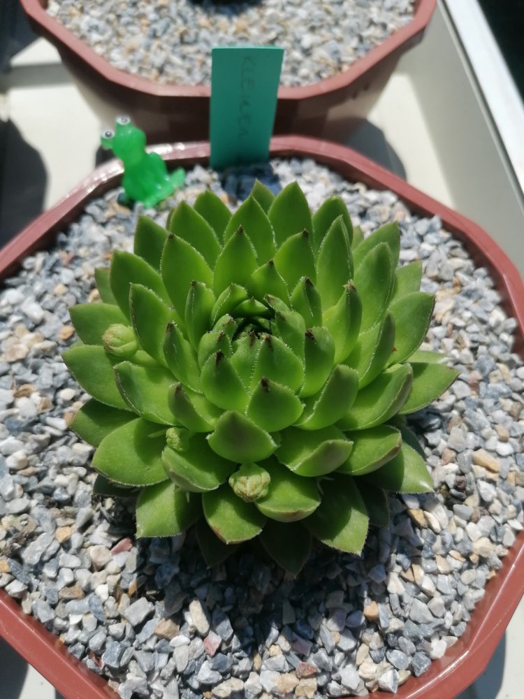 Kleiner Wasserfrosch / Jovi (NNG25)
