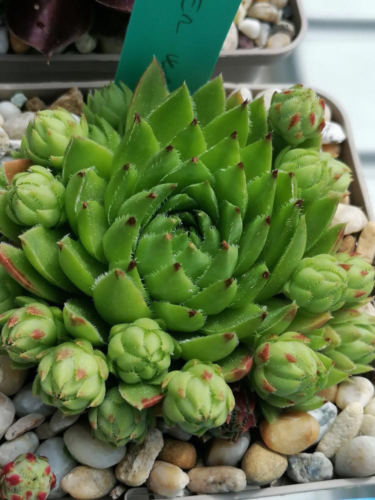 Kleiner Wasserfrosch / Jovi (NNG25)