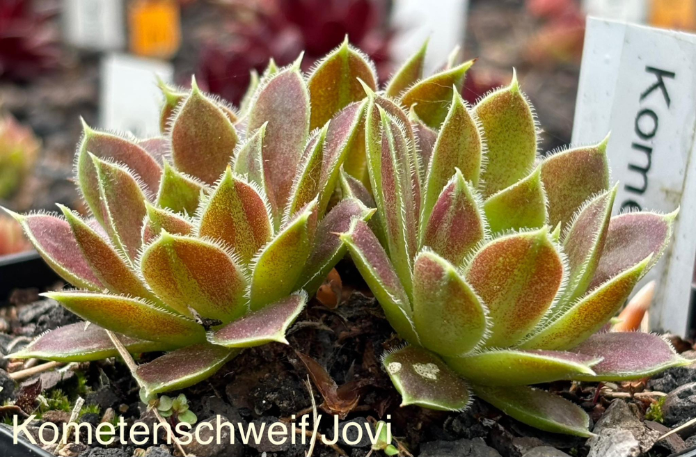 Kometenschweif / Jovi
