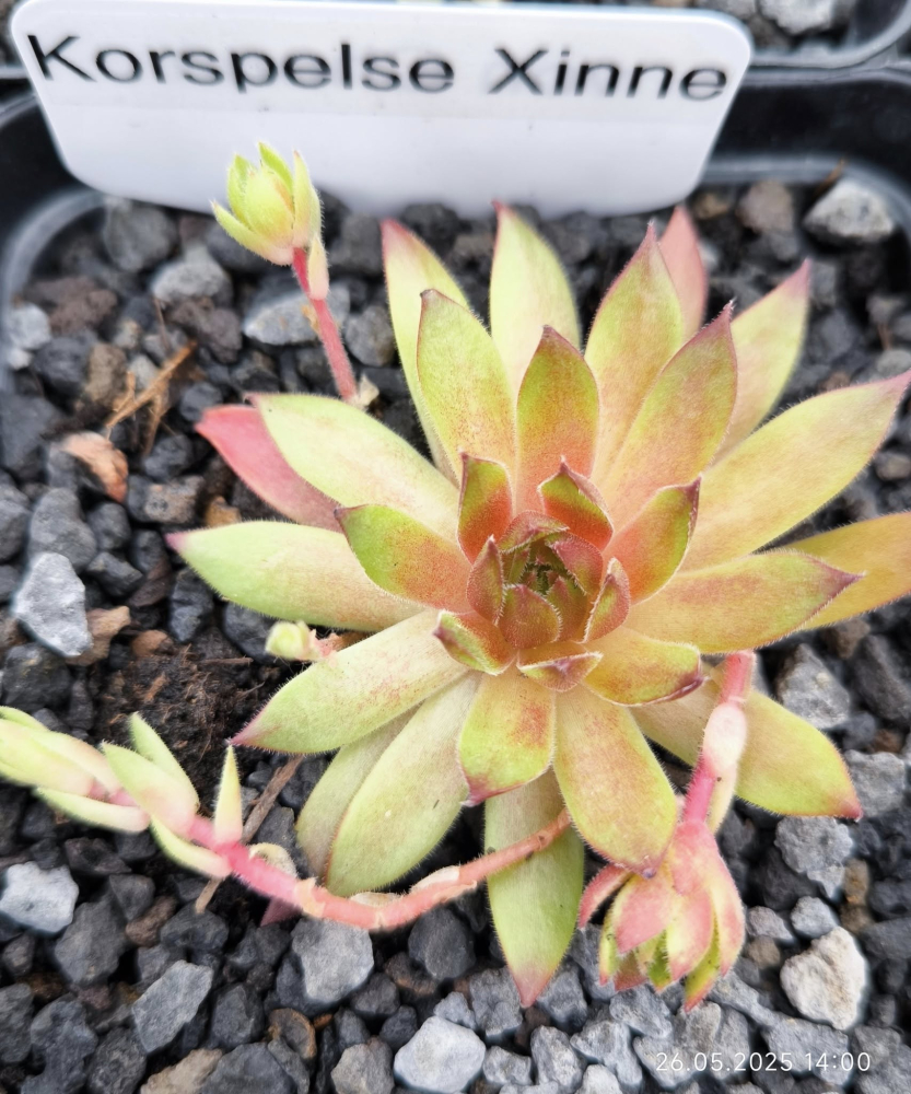 Korspelse Xinne