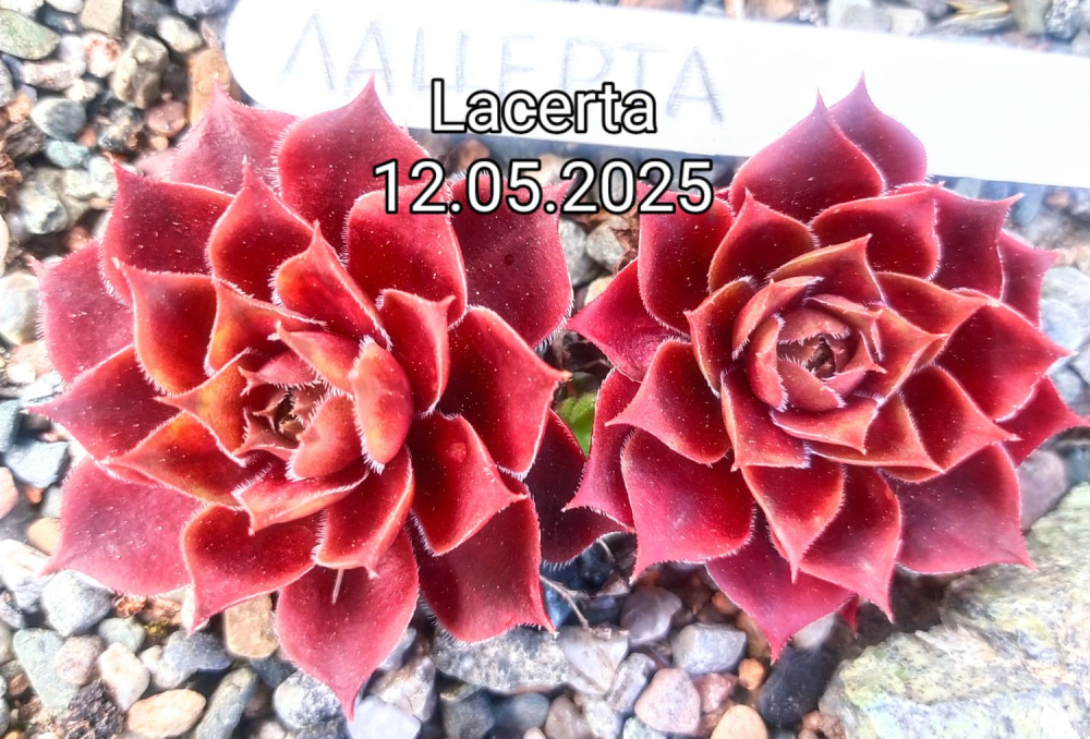 Lacerta (NG)