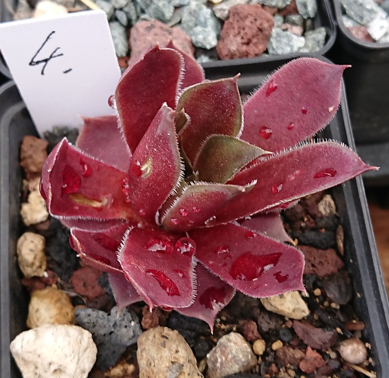Lacerta (NG)