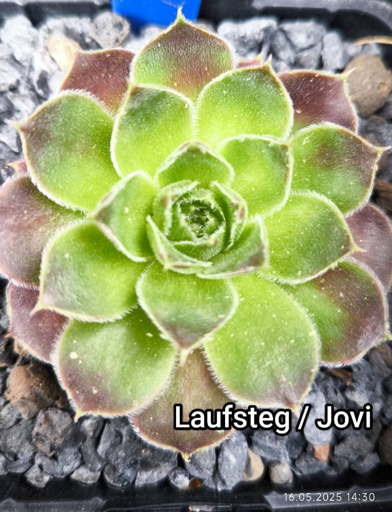Laufsteg / Jovi
