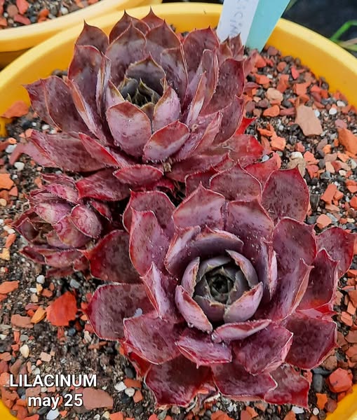 Lilacinum (NG)