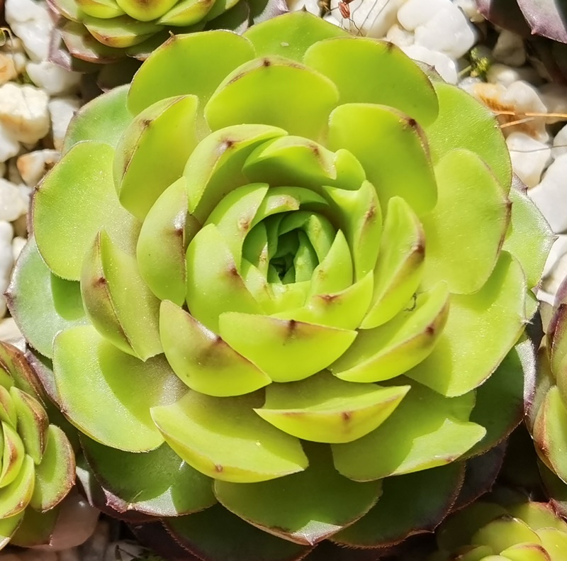 Lime Rockoon (NNG25)