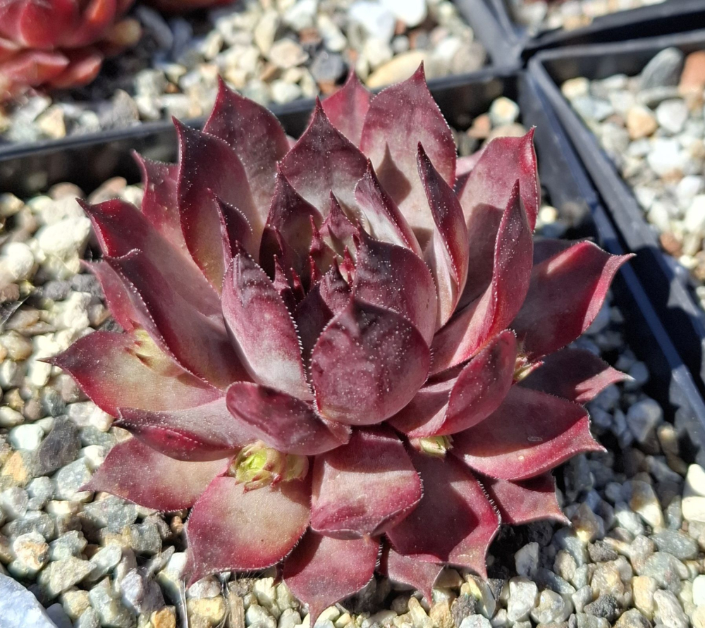 Lolita
