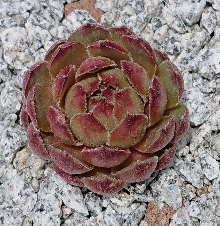 Mausebär (NNG25)